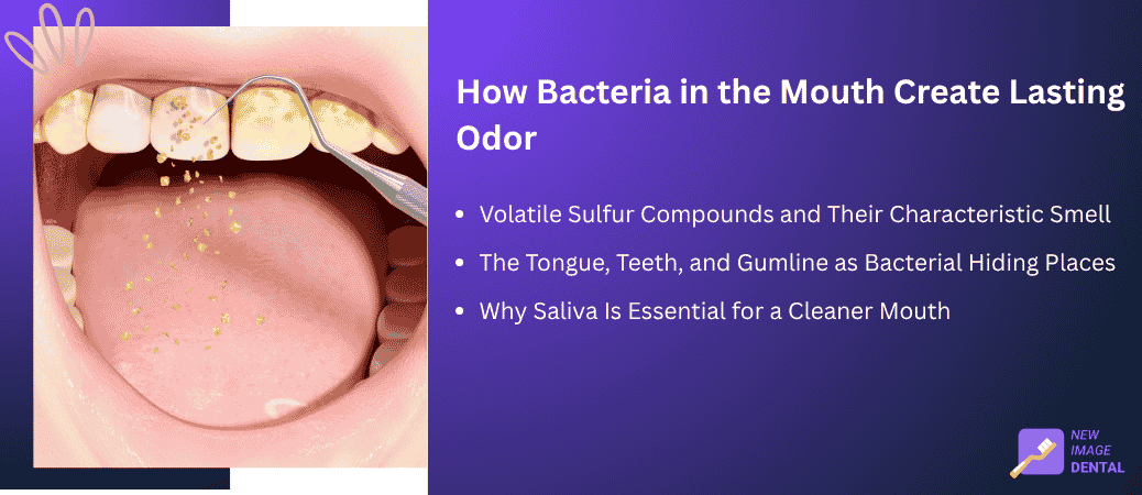 how-bacteria-in-the-mouth-create-lasting-odor